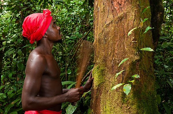  Africa,Gabon,Mboka A Nzambe village,Bwiti ceremonies,Forest,the shaman Adumangana
